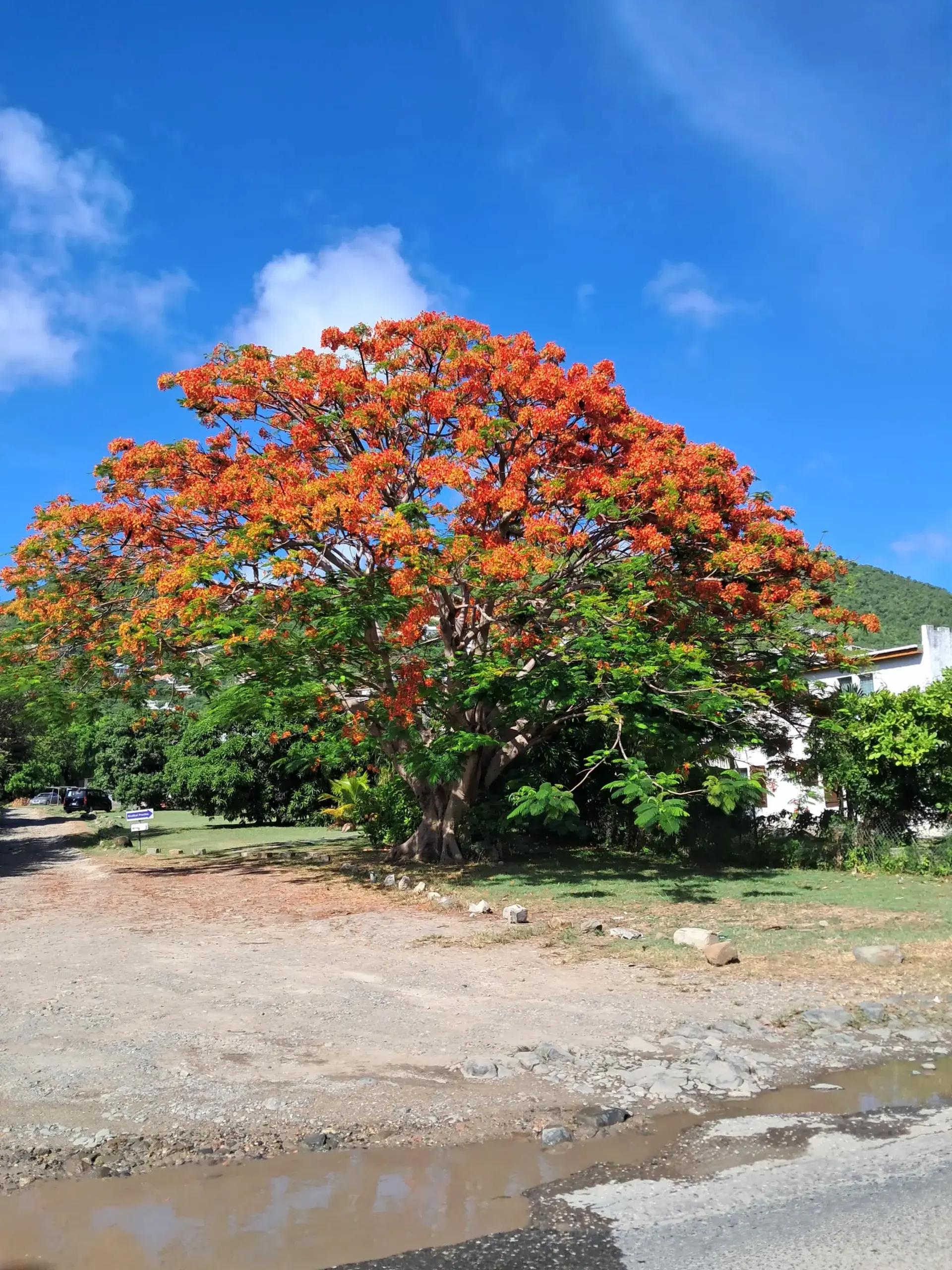 Flamboyant trees blooming in Cole Bay on SXM map