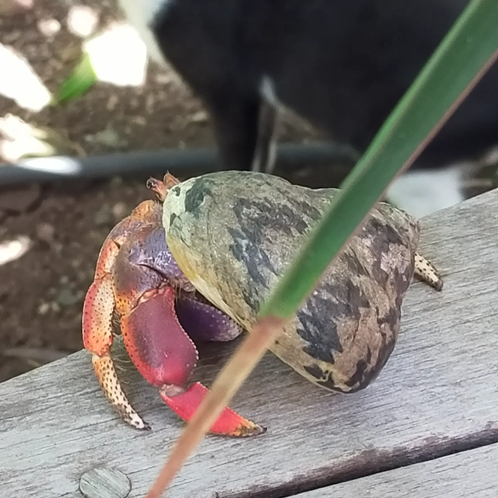 Hermit crab on hidden beach trail marked by SXM map