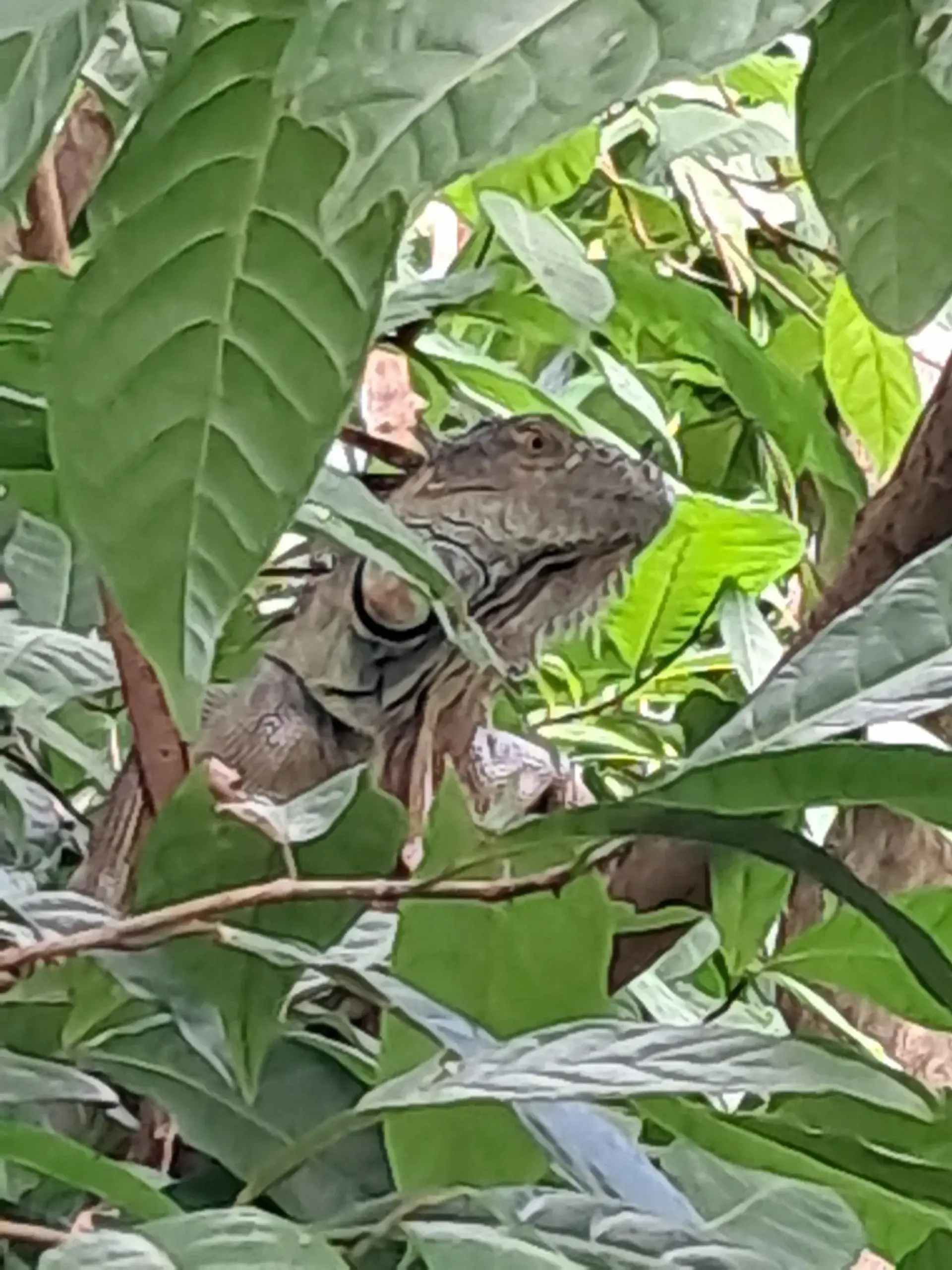 Iguana in tree canopy featured on SXM map in Anse Marcel