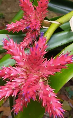 Close-up of a vibrant pink bromeliad flower at Amuseum Naturalis in St Martin, highlighting the island’s native plant life.