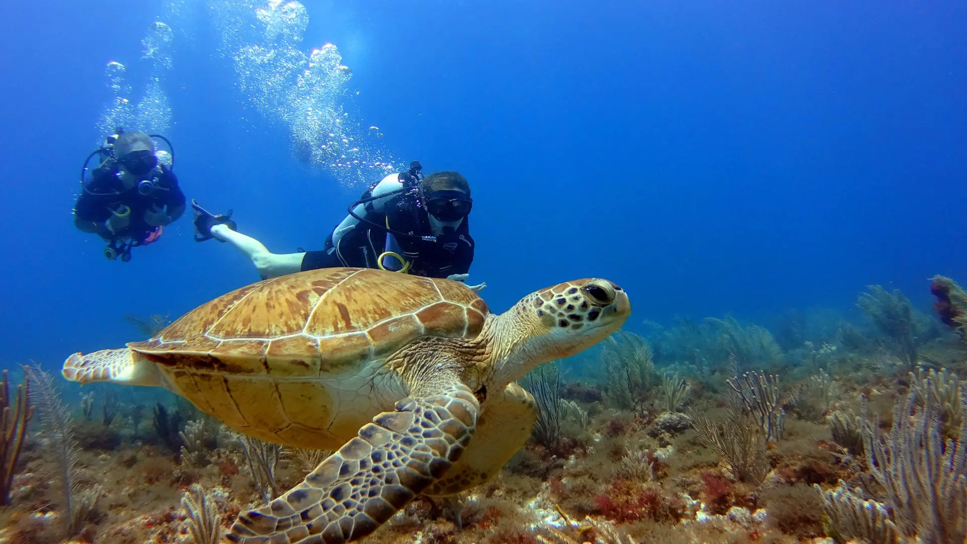Scuba divers swimming with a sea turtle off the coast of Sint Maarten