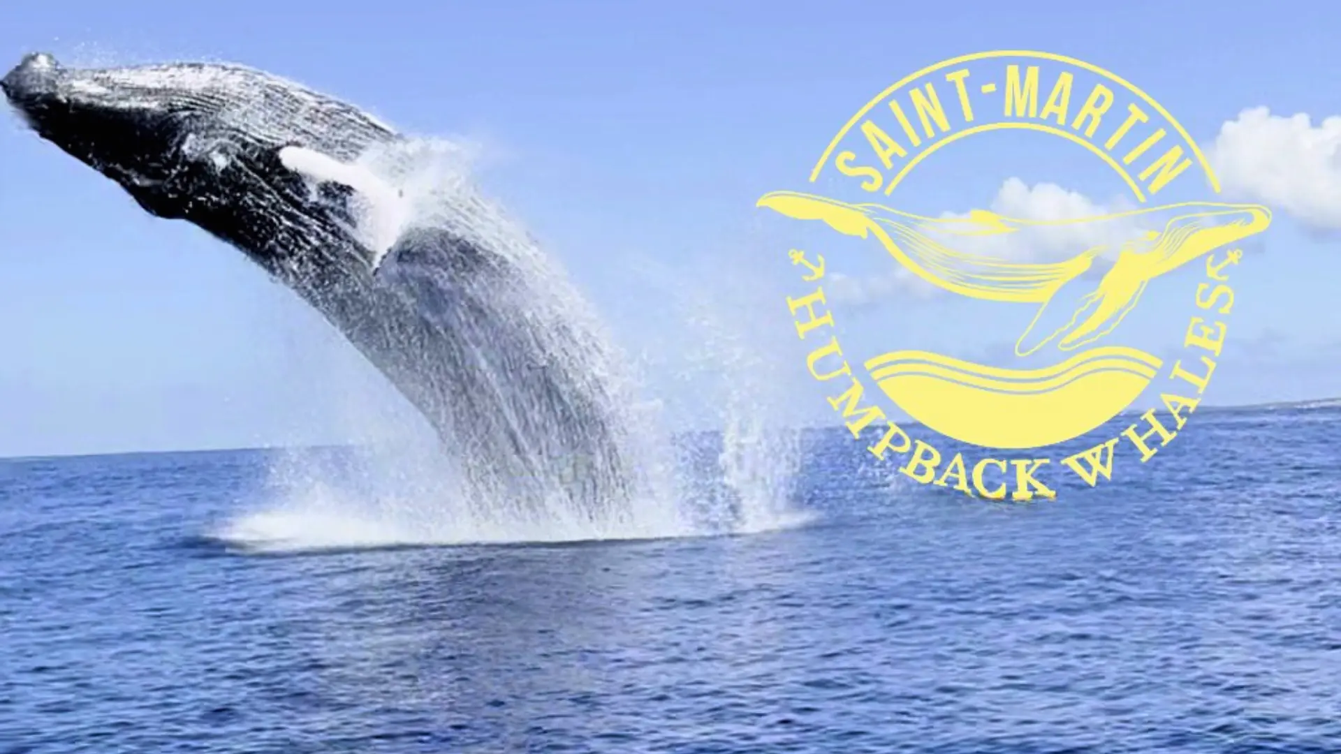 Humpback whale breaching the surface during a whale watching tour near St Martin