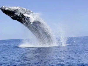 Humpback whale breaching during a whale watching tour off the coast of St Martin
