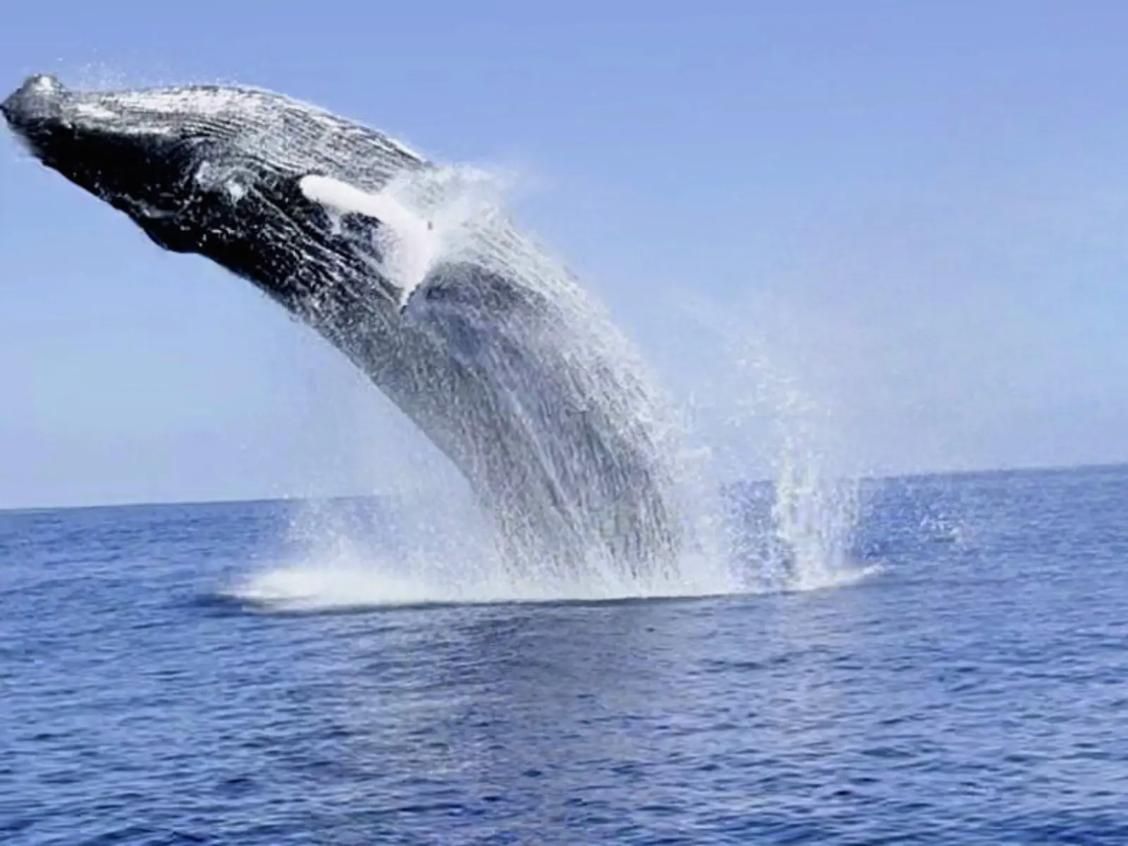 Humpback whale breaching during a whale watching tour off the coast of St Martin
