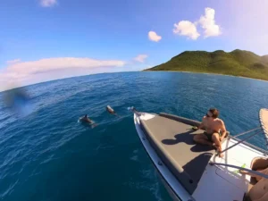 Dolphin sighting from a private powerboat charter near St Martin